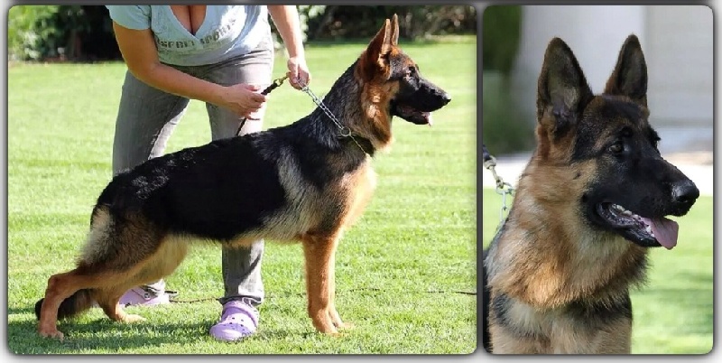 Jackie brown Vom Herzogswappen - VV1 Best Puppy