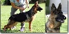 Jackie brown Vom Herzogswappen - VV1 Best Puppy