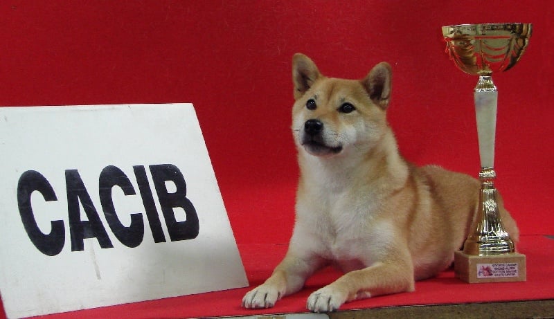 CH. Allaikha's B'hoshi