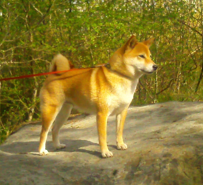 CH. Allaikha's B'hoshi