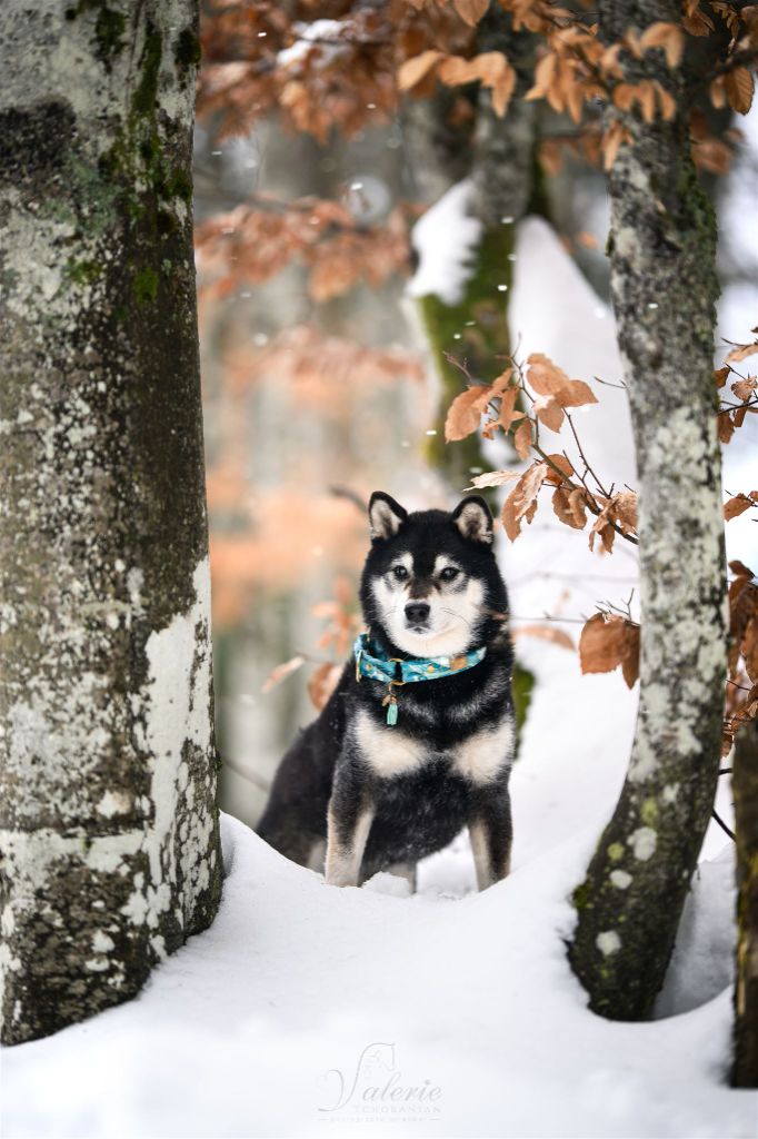 CH. Fukumaru go ryû by Wolve's Mountain