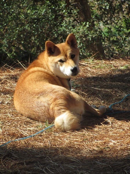 CH. Allaikha's B'hoshi