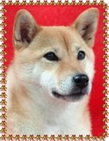 CH. Allaikha's B'hoshi