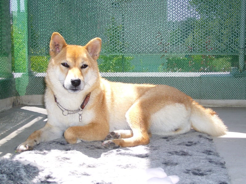 CH. Allaikha's B'hoshi