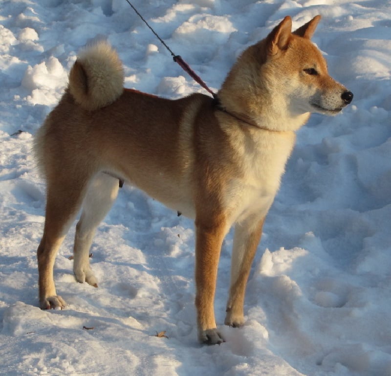 CH. Allaikha's B'hoshi