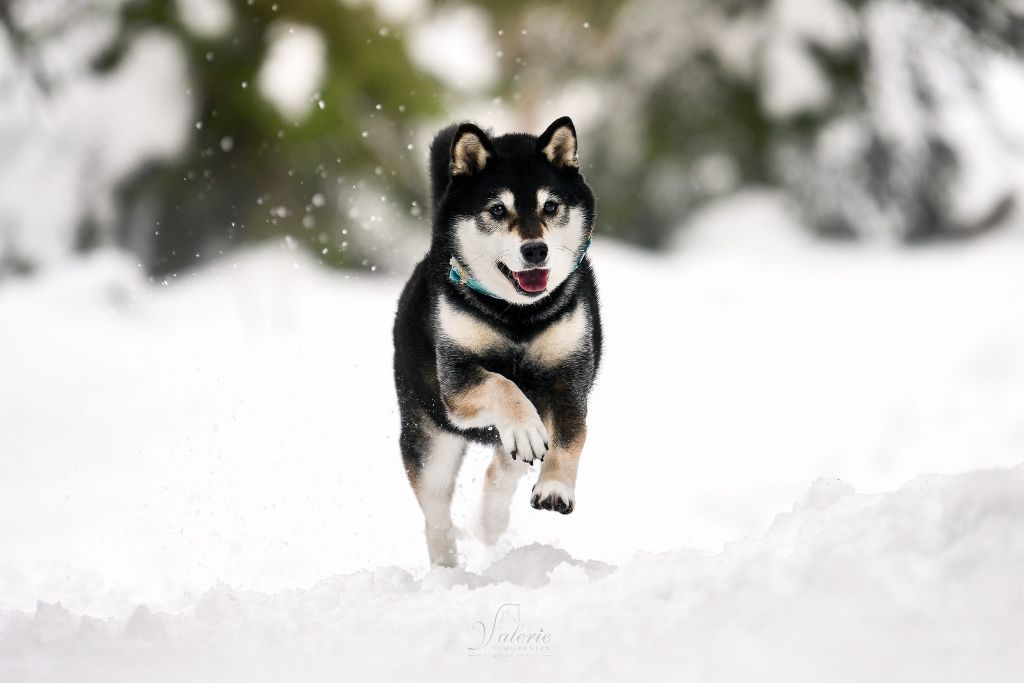 CH. Fukumaru go ryû by Wolve's Mountain