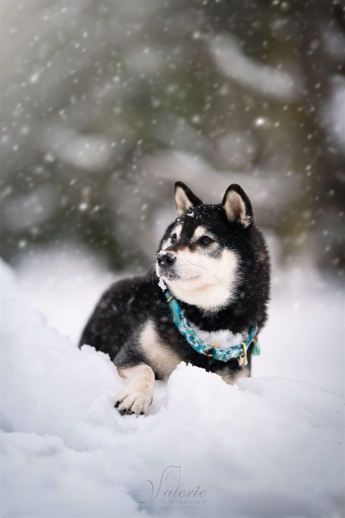 CH. Fukumaru go ryû by Wolve's Mountain