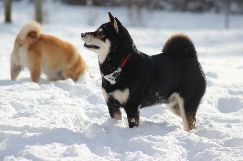 CH. Fukumaru go ryû by Wolve's Mountain
