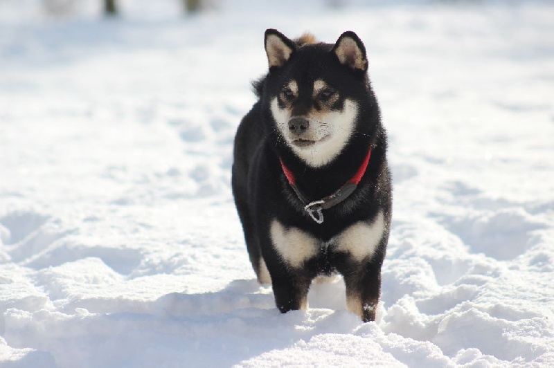 CH. Fukumaru go ryû by Wolve's Mountain