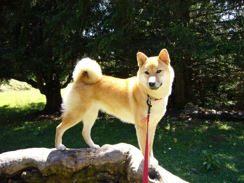 CH. Allaikha's B'hoshi