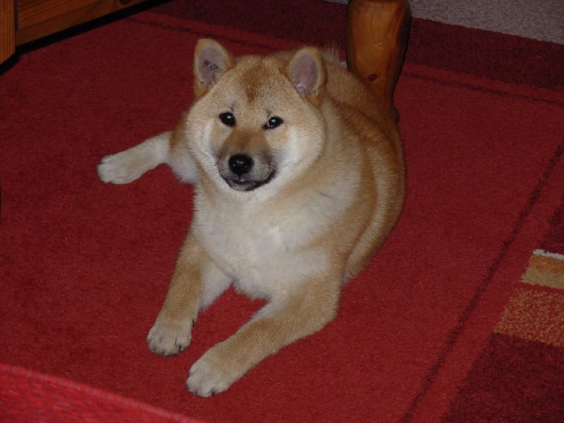 CH. Allaikha's B'hoshi