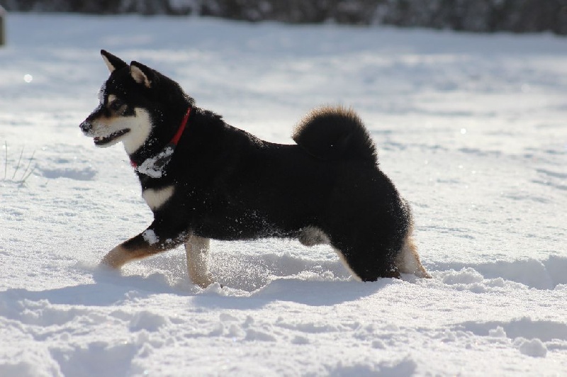 CH. Fukumaru go ryû by Wolve's Mountain