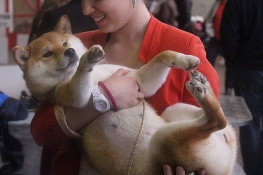 CH. J'katsumi no misaki go Kami No Uma - Classe Inter 1er EXCELLENT CACS BOS