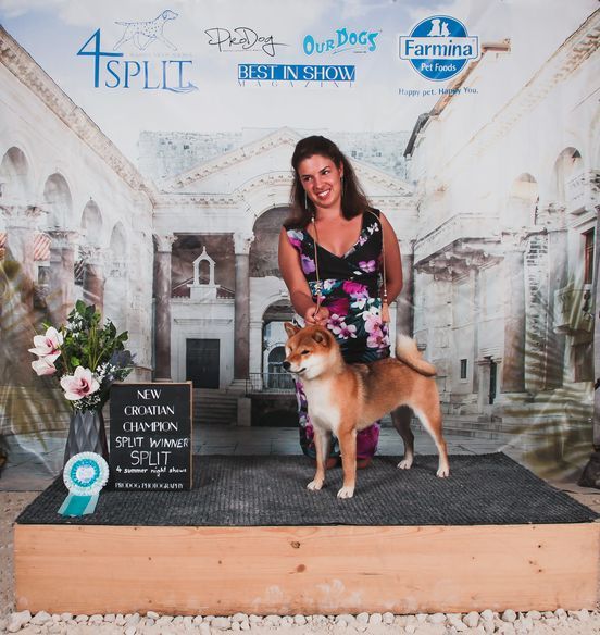 CH. Tomoko no yume Ô Shiryû - 1er ex CACS CACIB BEST OF BREED