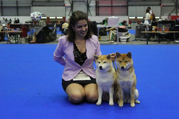 CH. J'katsumi no misaki go Kami No Uma - 1er Ex CACJ CACIBJ BEST VETERAN and BOS