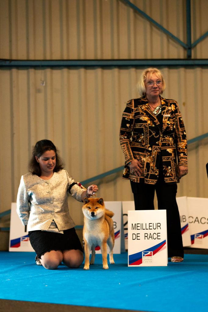 CH. Tomoko no yume Ô Shiryû - 1er CAC CACIB BEST OF BREED
