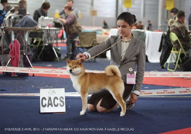 CH. J'katsumi no misaki go Kami No Uma - Classe Inter 1er Exc. CACS BOB