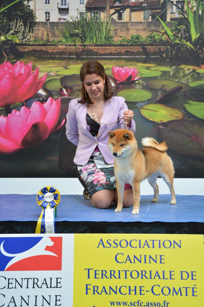 CH. Tomoko no yume Ô Shiryû - 1er ex CACS CACIB BEST OF BREED