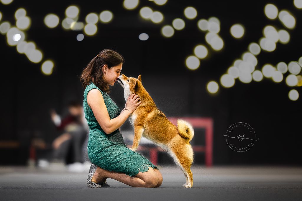 CH. Tomoko no yume Ô Shiryû - 1er EX CACS CACIB BEST OF BREED