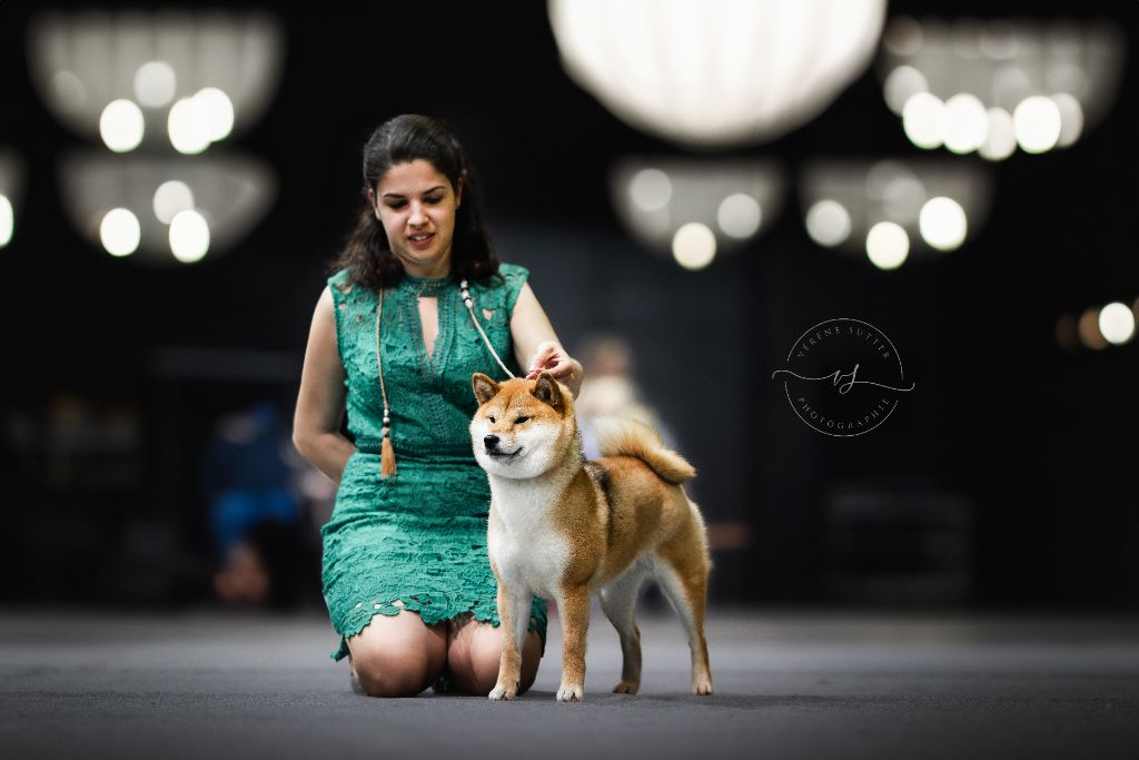 CH. Tomoko no yume Ô Shiryû - 1er EX CACS CACIB BEST OF BREED et TOP6