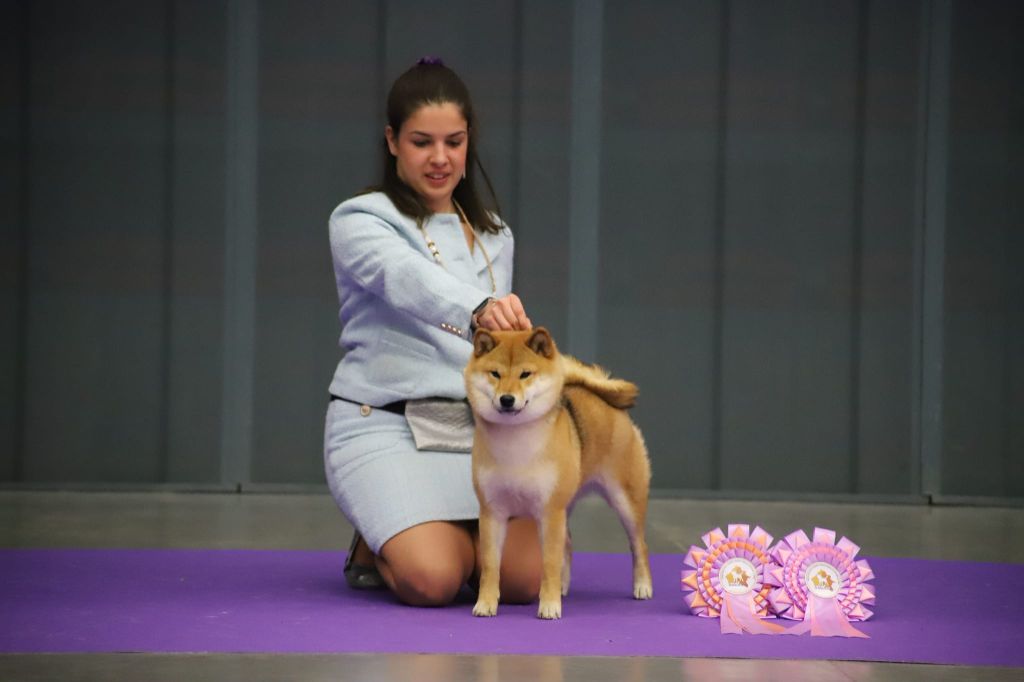 CH. Tomoko no yume Ô Shiryû - 1er Ex CACJ CACIBJ BEST JUNIOR et BOS