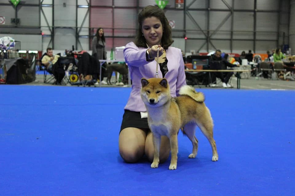 CH. Tomoko no yume Ô Shiryû - 1er Ex CACJ BEST JUNIOR