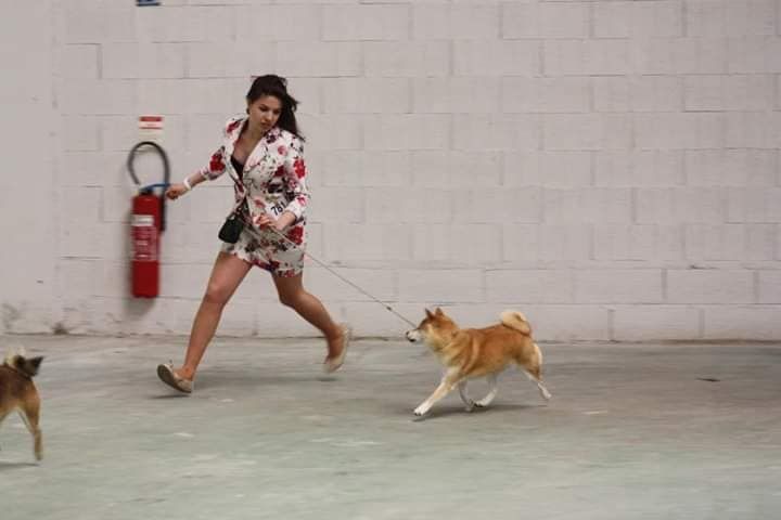 CH. J'katsumi no misaki go Kami No Uma - 1er EX CACIB BOS (Meilleur de sexe opposé)