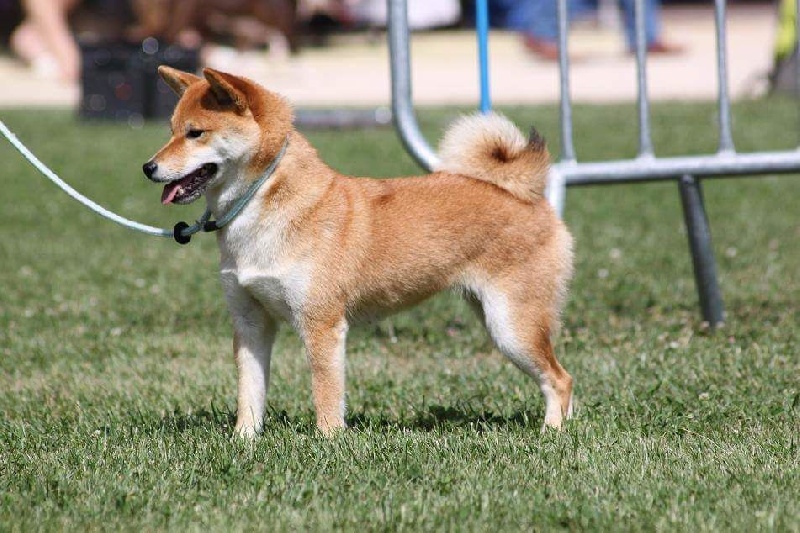 CH. J'katsumi no misaki go Kami No Uma - 2e Excellent