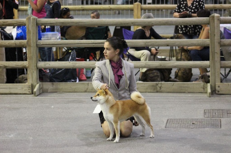 CH. J'katsumi no misaki go Kami No Uma - 3ème EXCELLENT