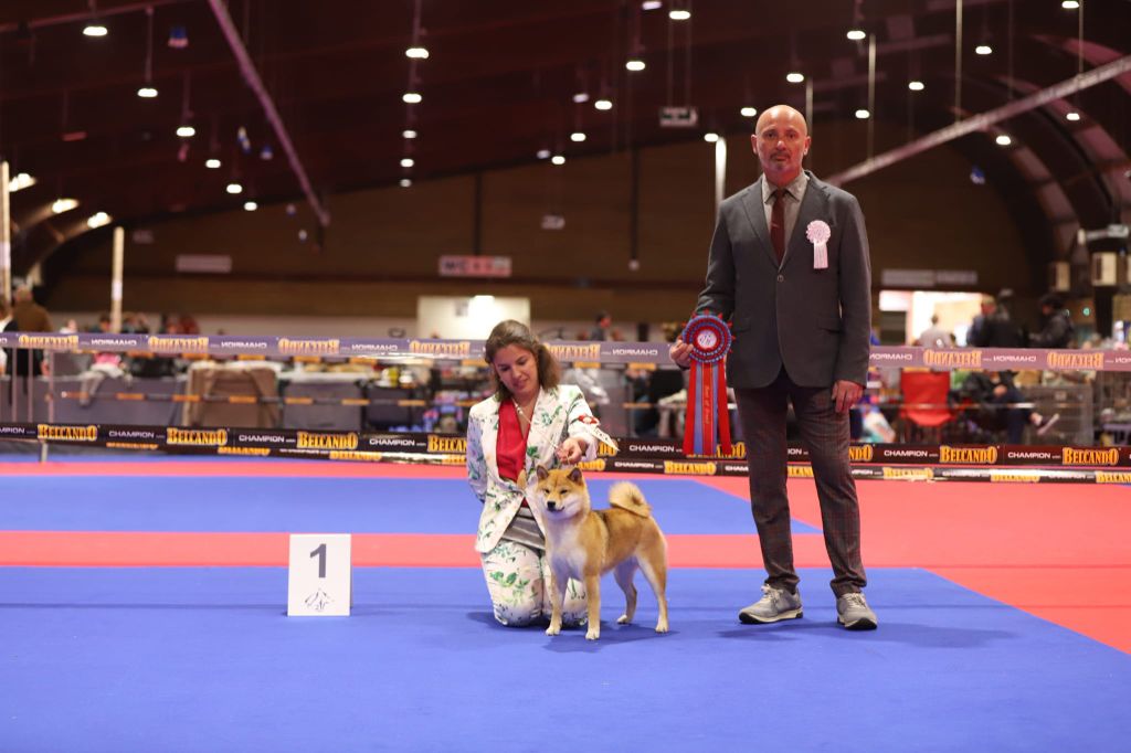 CH. Tomoko no yume Ô Shiryû - 1er EX BEST OF BREED