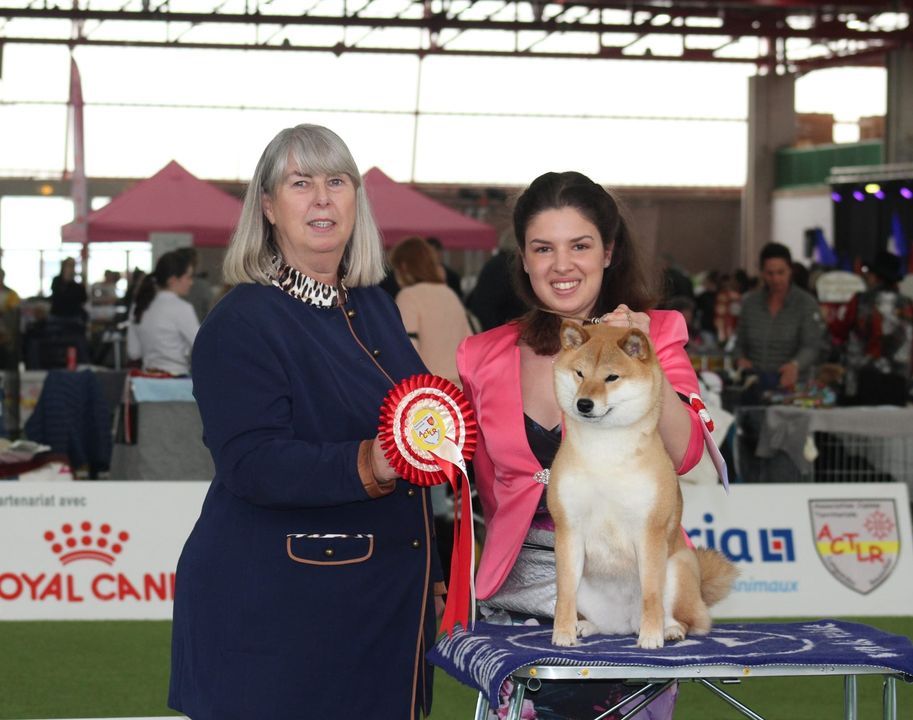 CH. Tomoko no yume Ô Shiryû - 1er EX CACS BEST OF BREED et MEILLEURE DU GROUPE 5
