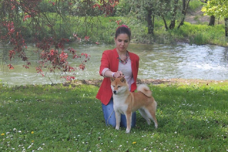 CH. J'katsumi no misaki go Kami No Uma - Classe Inter 1er Exc. CACS Meilleur de Race