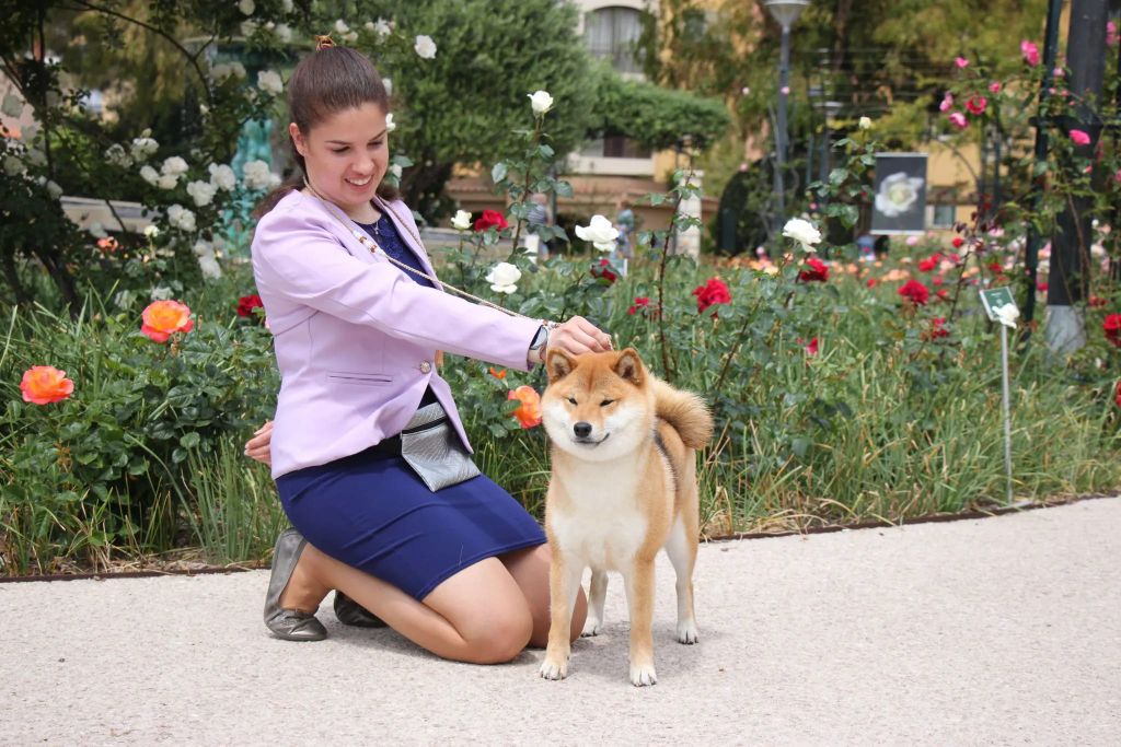 CH. Tomoko no yume Ô Shiryû - 1er ex CACS CACIB BEST OF BREED