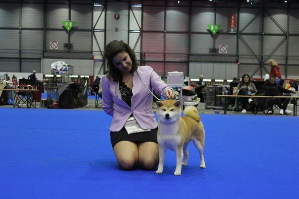 CH. J'katsumi no misaki go Kami No Uma - 1er Ex CACJ CACIBJ BEST VETERAN