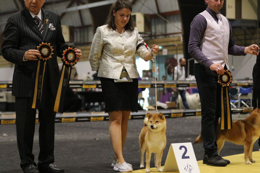 CH. Tomoko no yume Ô Shiryû - 1er EX BEST OPPOSITE SEXE ET RESERVE BEST IN SHOW