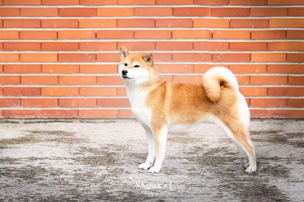 CH. J'katsumi no misaki go Kami No Uma - 1 er EX CACIB BOB (Meilleur de race)