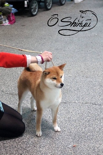 CH. J'katsumi no misaki go Kami No Uma - classe Inter 1er Exc. CACS RCACIB