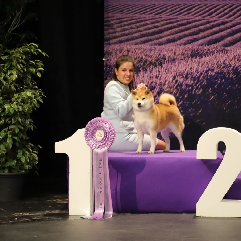 CH. J'katsumi no misaki go Kami No Uma - 1er Ex CACV CACIBV BEST VETERAN et BEST IN SHOW VETERAN