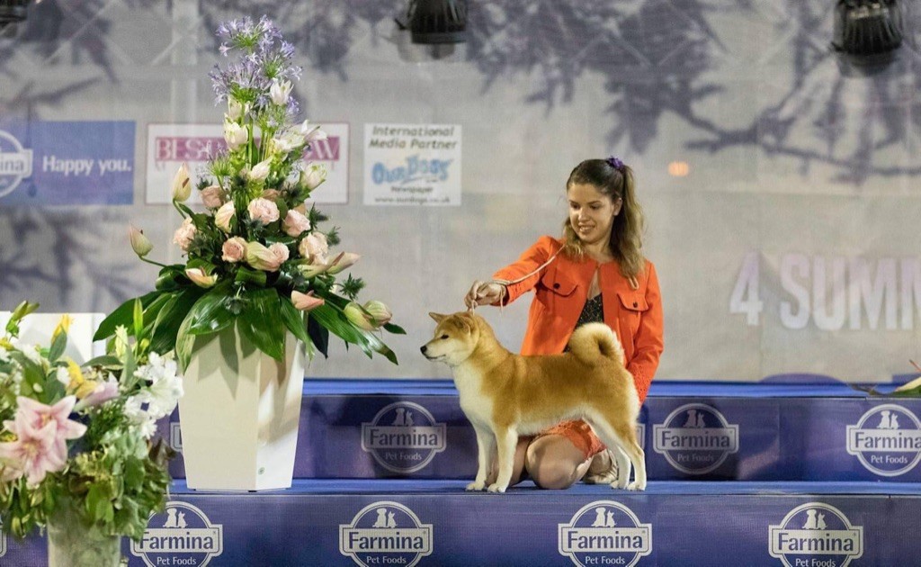 CH. J'katsumi no misaki go Kami No Uma - Championne de Croatie