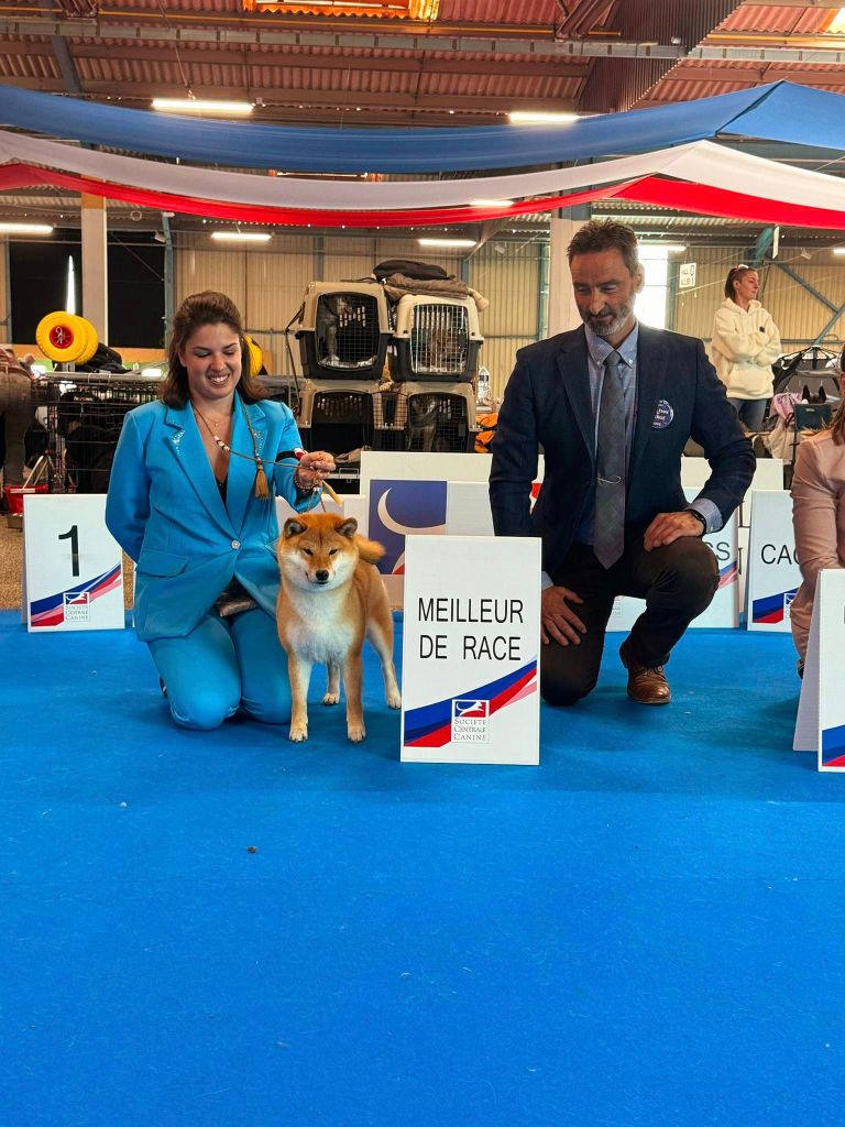 CH. Tomoko no yume Ô Shiryû - 1er CAC CACIB BEST OF BREED