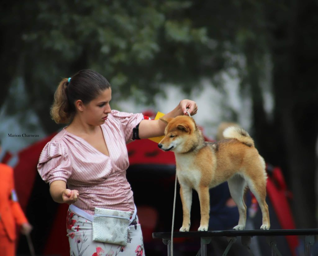 CH. Tomoko no yume Ô Shiryû - 1TP Meilleur Puppy