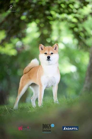 CH. J'katsumi no misaki go Kami No Uma - Classe Champion : 1er Exc RCACIB