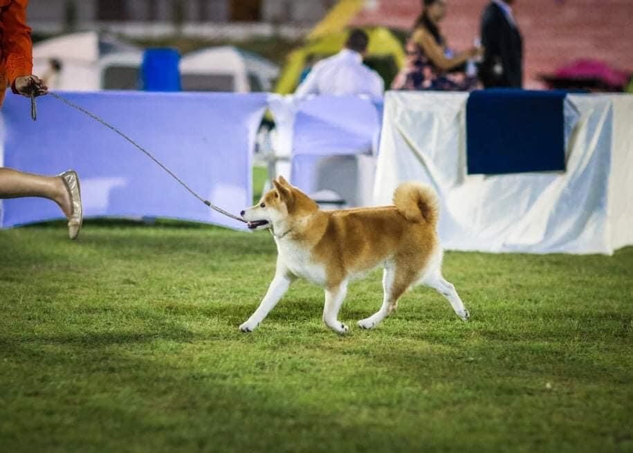 CH. J'katsumi no misaki go Kami No Uma - Championne du Monténégro
