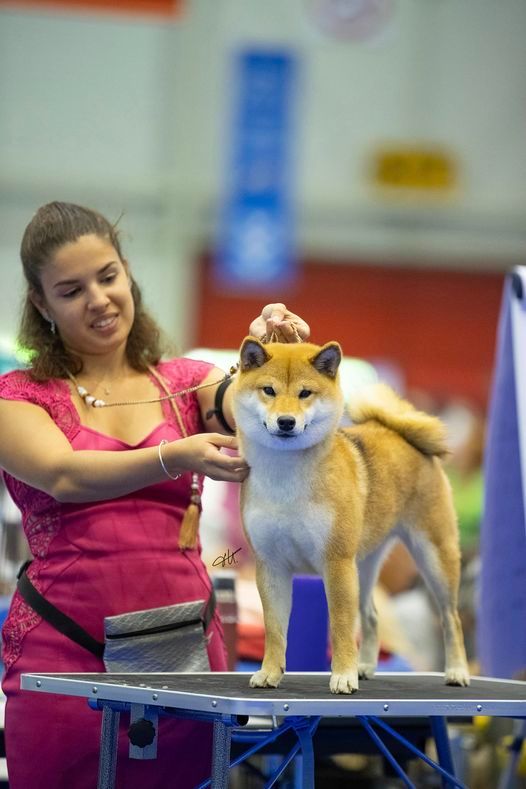 CH. Tomoko no yume Ô Shiryû - 1er ex CACS RCACIB