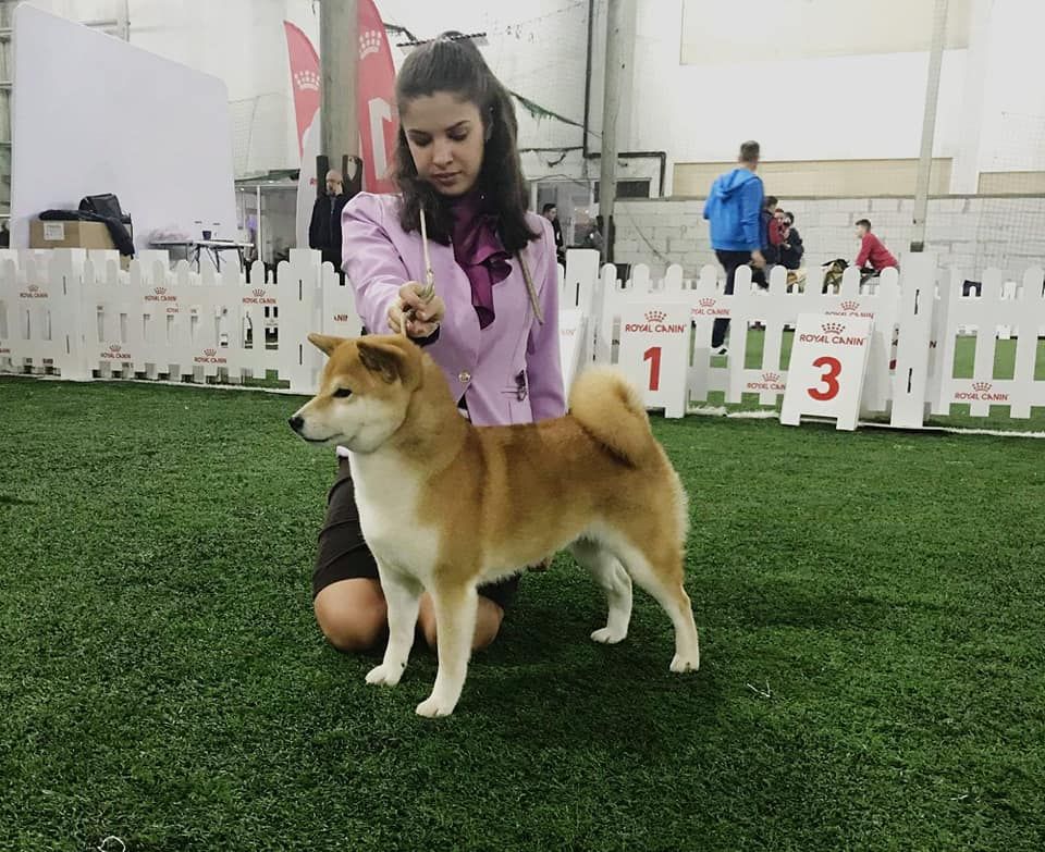 CH. J'katsumi no misaki go Kami No Uma - 1er Ex CACS CACIB