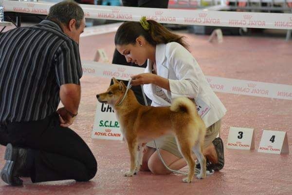 CH. J'katsumi no misaki go Kami No Uma - 1er EX. Meilleur Jeune - Meilleur de Race
