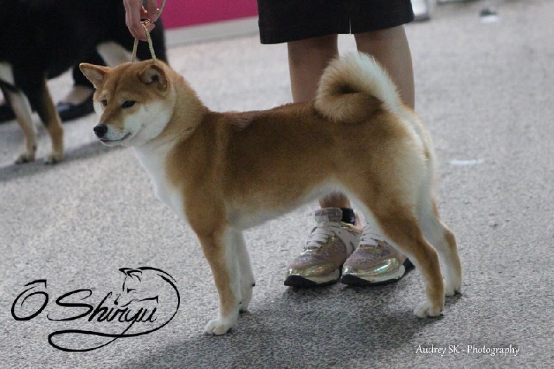 CH. J'katsumi no misaki go Kami No Uma - classe Inter 1er Exc. RCACS