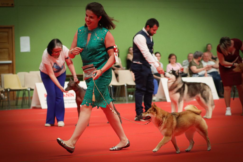 CH. Tomoko no yume Ô Shiryû - 1er CAC BEST OF BREED et TOP6