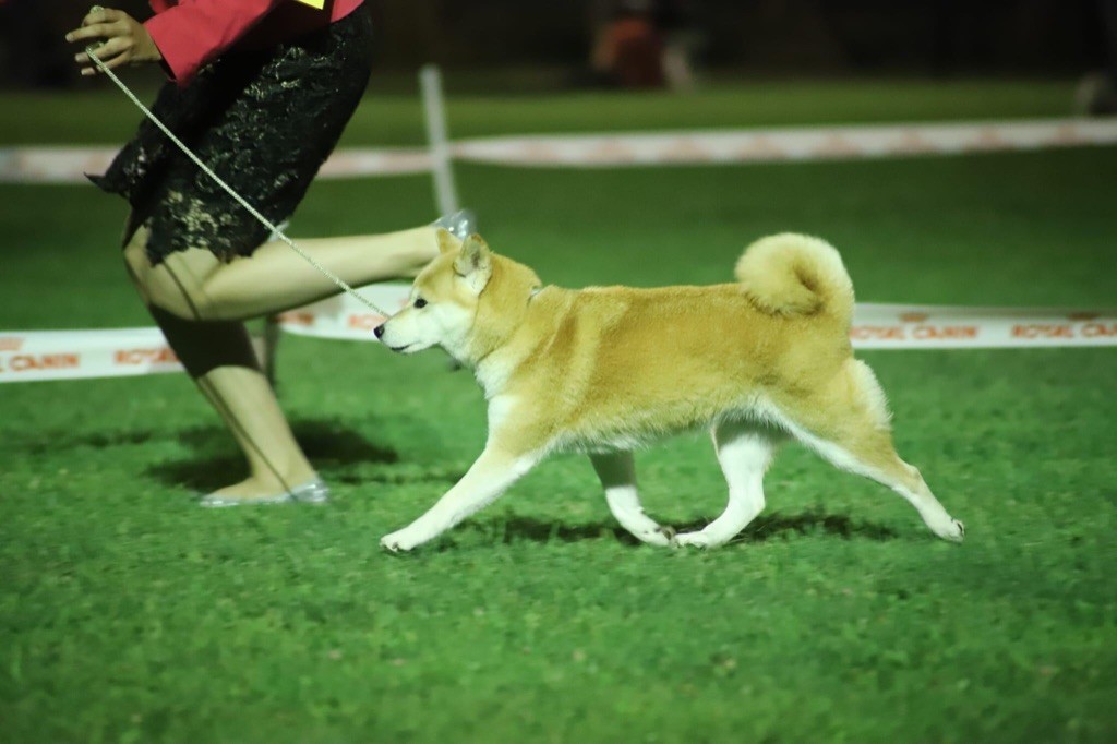 CH. J'katsumi no misaki go Kami No Uma - Meilleur Vétéran