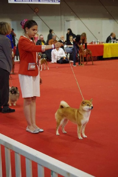 CH. J'katsumi no misaki go Kami No Uma - Classe Inter 1er Exc. CACS CACIB Meilleur de Race